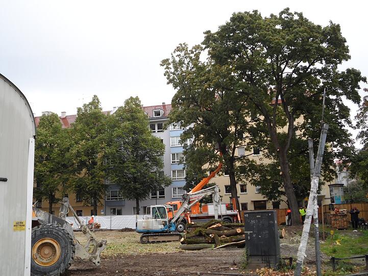 Umweltschützer und viele Anwohner hatten gegen die Baumfällungen demonstriert.