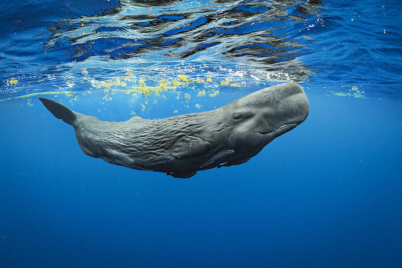 Dieses Pottwal-Weibchen, das er beim Spielen in den Gewässern der Dominikanischen Republik aufgenommen hat, taufte Fotograf Brian Skerry "Hope" (Hoffnung). Warum? Weil in der Schule, zu der es gehört, dringend weibliche Kälber gebraucht werden, um den Fortbestand zu sichern.