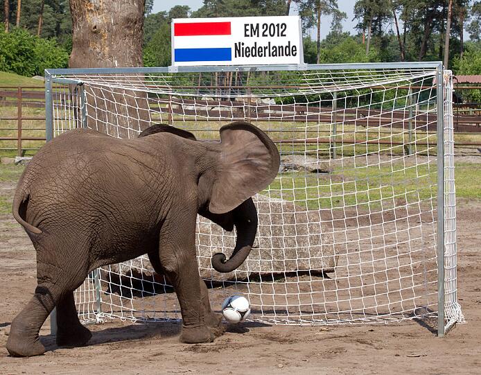 Deutschland gewinnt am Mittwoch gegen Holland - zumindest, wenn es nach der Elefantendame Nelly geht. Sportlich hatte sie den Ball ins niederländische Tor bugsiert. Kein Wunder bei dem Trainer - kein anderer als Sepp Maier hatte den Dickhäuter vorbereitet.