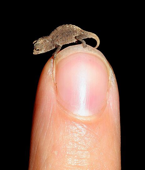 Brookesia micra, das kleinste Chamäleon der Welt: ein Mini-Drache, der locker auf einer Fingerspitze Platz findet.