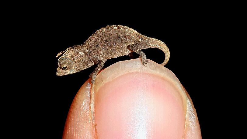Brookesia micra, das kleinste Chamäleon der Welt: ein Mini-Drache, der locker auf einer Fingerspitze Platz findet. Brookesia micra, das kleinste Chamäleon der Welt: ein Mini-Drache, der locker auf einer Fingerspitze Platz findet.