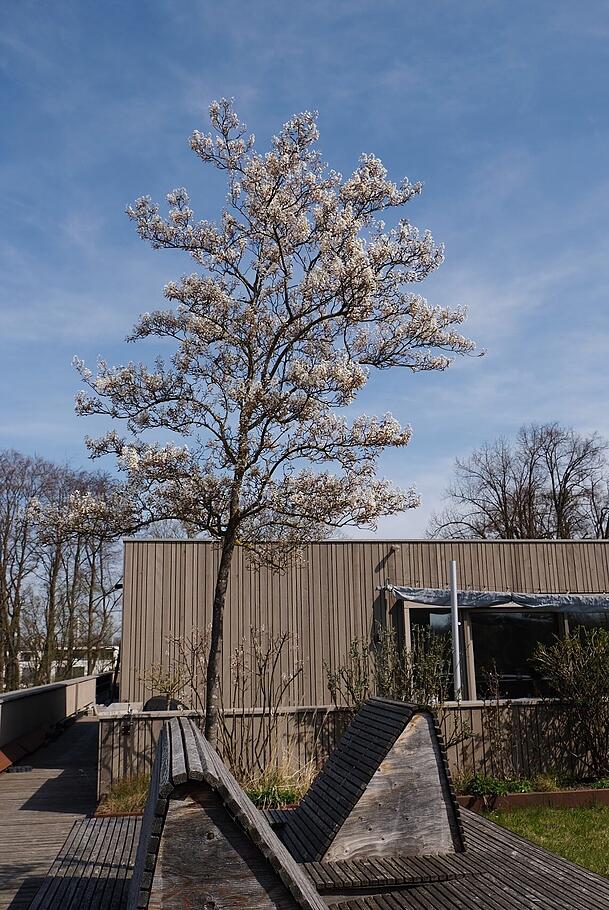Die Gemeinschaftsdachterrasse ist mit Bäumen und Sträuchern bepflanzt. Holzliegen laden zum Verweilen ein.