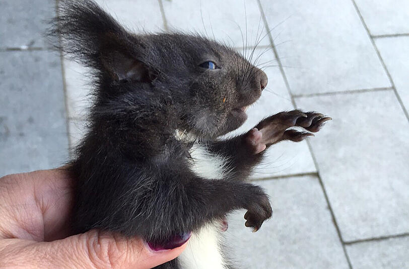 Für dieses Eichhörnchen kommt der Einsatz zu spät.