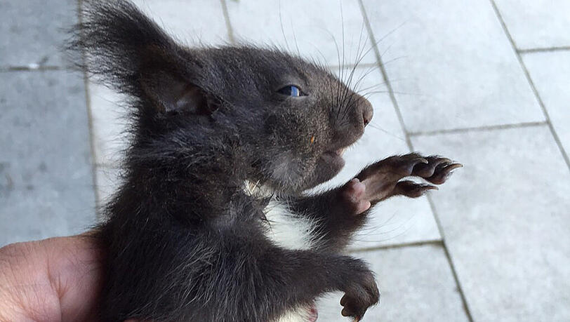 Für dieses Eichhörnchen kommt der Einsatz zu spät. Für dieses Eichhörnchen kommt der Einsatz zu spät.