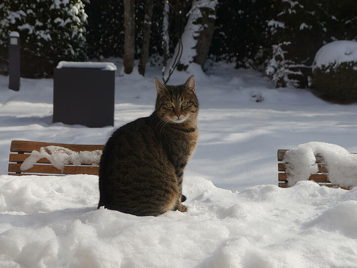 Lily
