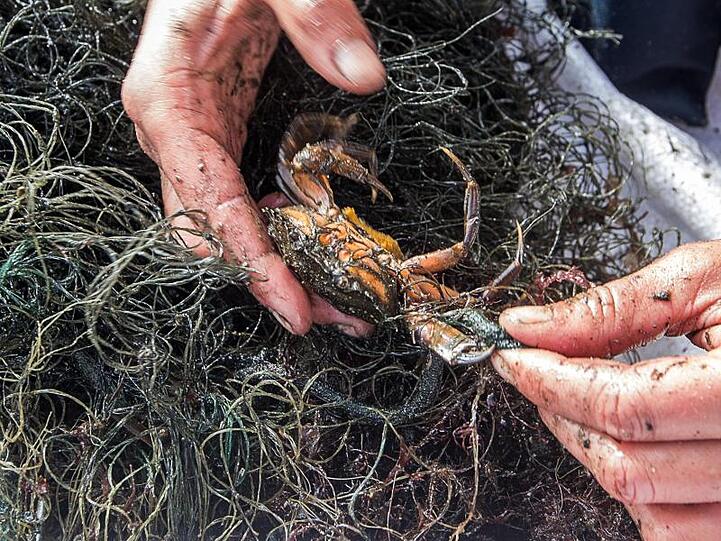 Jedes Jahr landen tausende Fischernetze in Nord- und Ostsee, in denen sich Tiere dann verfangen.