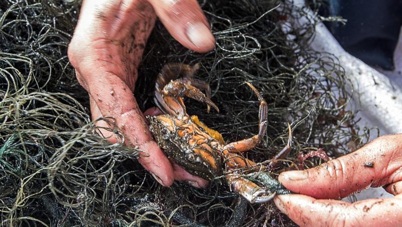 Jedes Jahr landen tausende Fischernetze in Nord- und Ostsee, in denen sich Tiere dann verfangen. Jedes Jahr landen tausende Fischernetze in Nord- und Ostsee, in denen sich Tiere dann verfangen.