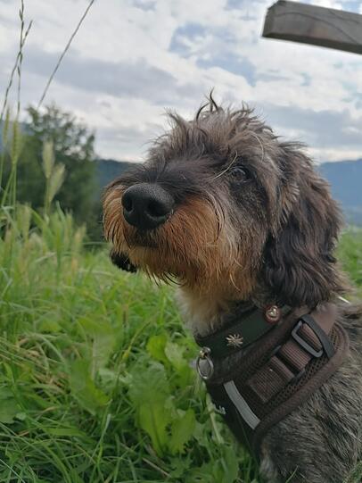 Lotti