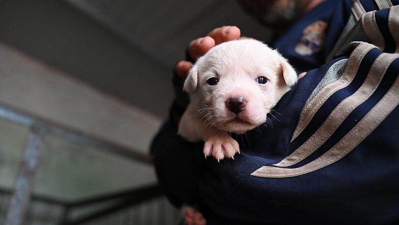 Die Polizisten fanden die Hundewelpen auf dem Beifahrersitz. (Symbolbild)
