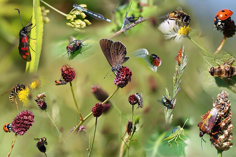 Es summt und zirpt da draußen, verschiedene Farben und Formen flattern und krabbeln vorbei, und manchmal kitzelt es auch auf der Haut. Die Insekten im Garten haben Hochsaison: ideal, um zu beobachten, mit welchen Supertalenten einzelne Arten ausgestattet sind und welche Aufgaben sie im Ökosystem erledigen - oder auch einfach nur, um sich von ihrer Schönheit faszinieren zu lassen. Es summt und zirpt da draußen, verschiedene Farben und Formen flattern und krabbeln vorbei, und manchmal kitzelt es auch auf der Haut. Die Insekten im Garten haben Hochsaison: ideal, um zu beobachten, mit welchen Supertalenten einzelne Arten ausgestattet sind und welche Aufgaben sie im Ökosystem erledigen - oder auch einfach nur, um sich von ihrer Schönheit faszinieren zu lassen.