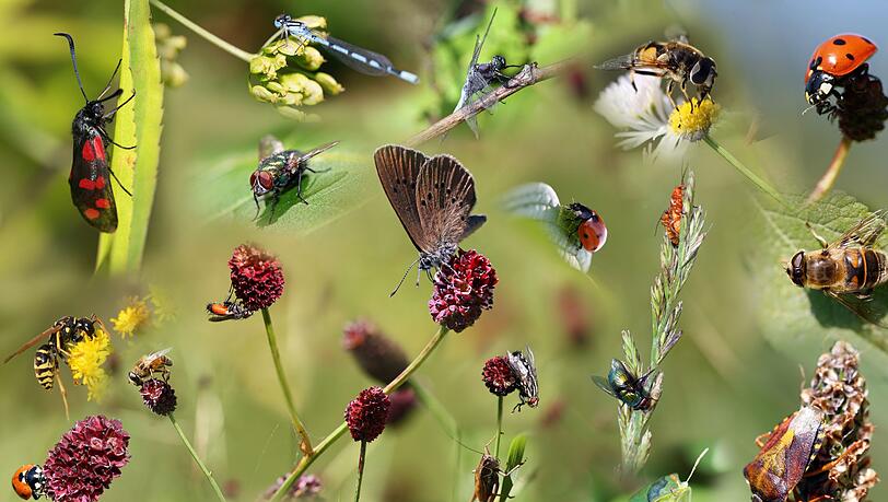 Es summt und zirpt da draußen, verschiedene Farben und Formen flattern und krabbeln vorbei, und manchmal kitzelt es auch auf der Haut. Die Insekten im Garten haben Hochsaison: ideal, um zu beobachten, mit welchen Supertalenten einzelne Arten ausgestattet sind und welche Aufgaben sie im Ökosystem erledigen - oder auch einfach nur, um sich von ihrer Schönheit faszinieren zu lassen. Es summt und zirpt da draußen, verschiedene Farben und Formen flattern und krabbeln vorbei, und manchmal kitzelt es auch auf der Haut. Die Insekten im Garten haben Hochsaison: ideal, um zu beobachten, mit welchen Supertalenten einzelne Arten ausgestattet sind und welche Aufgaben sie im Ökosystem erledigen - oder auch einfach nur, um sich von ihrer Schönheit faszinieren zu lassen.