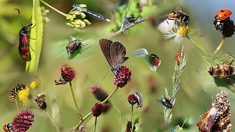 Es summt und zirpt da drau&szlig;en, verschiedene Farben und Formen flattern und krabbeln vorbei, und manchmal kitzelt es auch auf der Haut. Die Insekten im Garten haben Hochsaison: ideal, um zu beobachten, mit welchen Supertalenten einzelne Arten ausgestattet sind und welche Aufgaben sie im &Ouml;kosystem erledigen - oder auch einfach nur, um sich von ihrer Sch&ouml;nheit faszinieren zu lassen.
