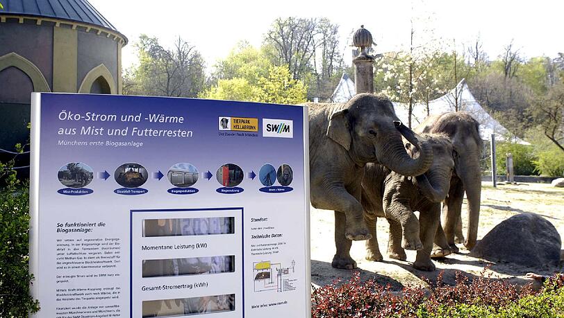 Um die 150 Kilogramm Mist macht ein Elefant am Tag. In Hellabrunn werden die Hinterlassenschaften zu Strom vergoren. Um die 150 Kilogramm Mist macht ein Elefant am Tag. In Hellabrunn werden die Hinterlassenschaften zu Strom vergoren.