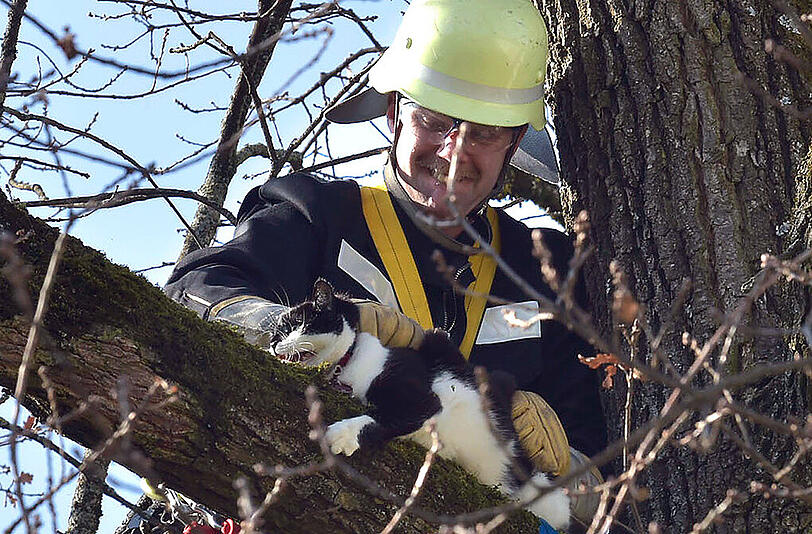 Rettung in luftiger Höhe: Ein Feuerwehrmann hilft Katze Pippi.