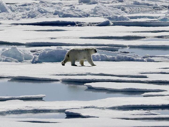 Das Polareis schmilzt, die Eisbären müssen bei der Nahrungssuche notgedrungen immer näher an menschliche Siedlungen heranrücken.
