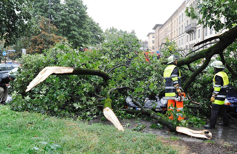 In der Maximiliansstraße ist ein dicker Ast einer 15 Meter hohen Kastanie abgebrochen.