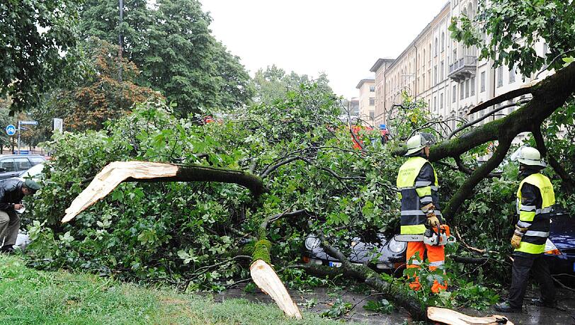 In der Maximiliansstraße ist ein dicker Ast einer 15 Meter hohen Kastanie abgebrochen. In der Maximiliansstraße ist ein dicker Ast einer 15 Meter hohen Kastanie abgebrochen.