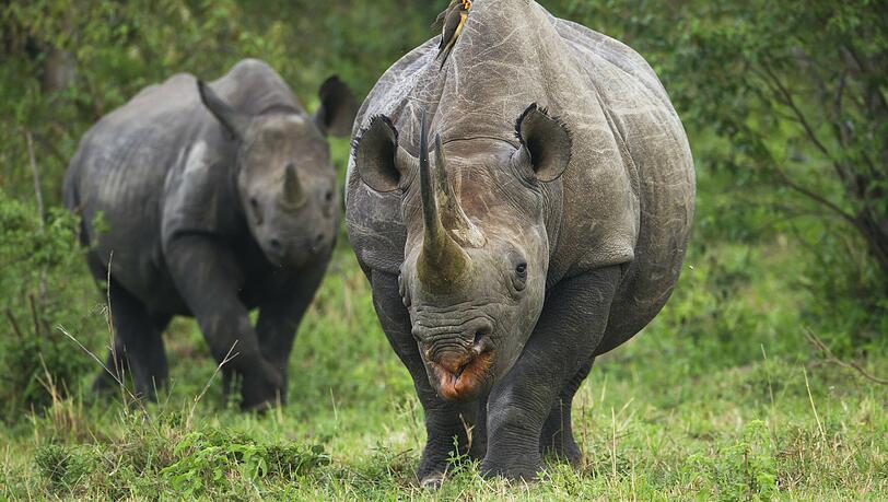 Spitzmaul-Nashörner (Diceros bicornis) in der Serengeti: "Wenige Wochen nach Beginn der Pandemie waren sie in Gebieten der zentralen Serengeti unterwegs, wo wir sie Jahrzehnte nicht gesehen haben", sagte Christof Schenck.