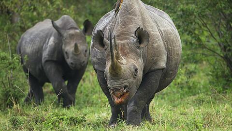 Spitzmaul-Nashörner (Diceros bicornis) in der Serengeti: "Wenige Wochen nach Beginn der Pandemie waren sie in Gebieten der zentralen Serengeti unterwegs, wo wir sie Jahrzehnte nicht gesehen haben", sagte Christof Schenck.
