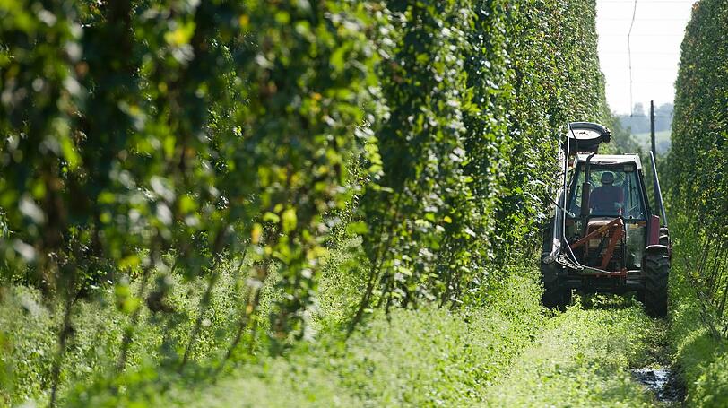 Im Oktober 2016 ereignete sich der schreckliche Unfall beim Errichten eines Hopfengartens.