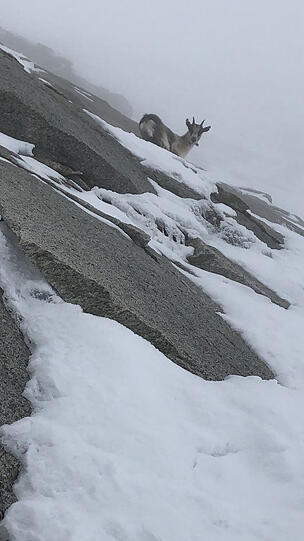 Drei Tage muss Ziege "Gretl" im Schnee ausharren, bis ihr vier Retter zu Hilfe eilen.