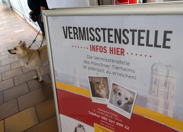 Ein Plakat mit der Aufschrift "Vermisstenstelle ... Infos hier" steht im Tierheim München im Gang.