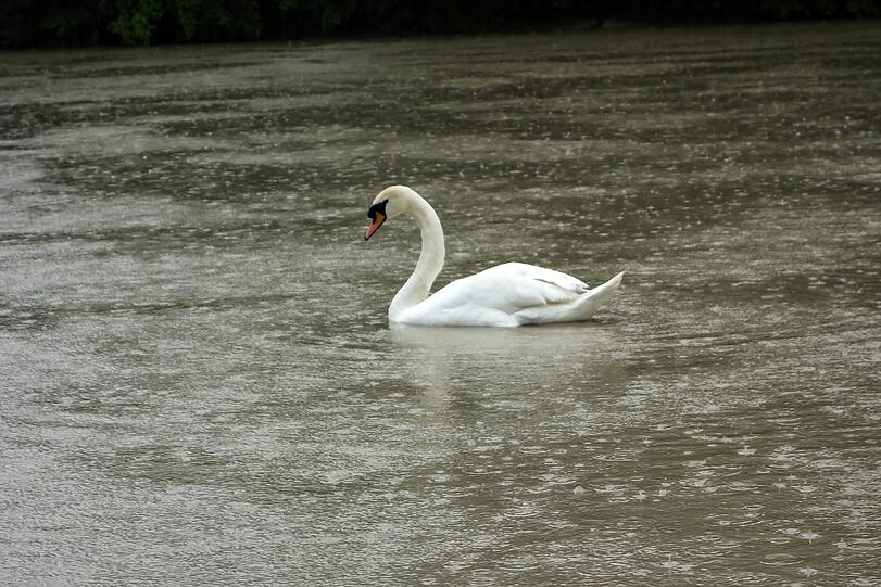 Der Schwan benimmt sich wie immer.