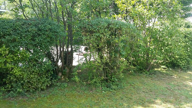 In dieser Hecke wurde das ausgesetzte Baby gefunden.