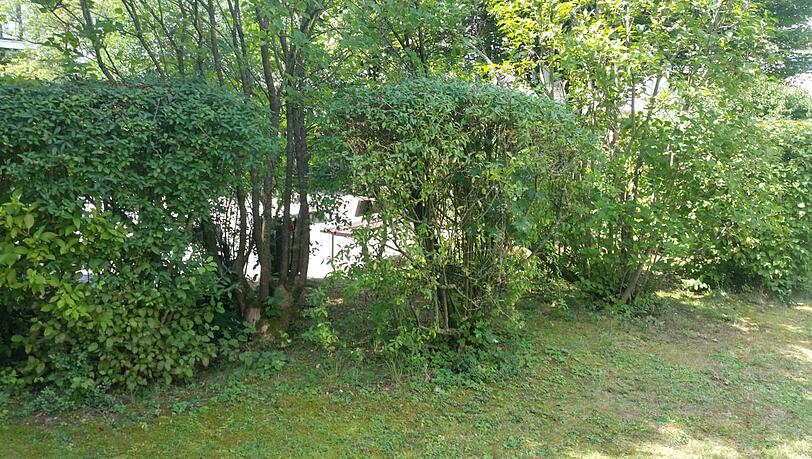 In dieser Hecke wurde das ausgesetzte Baby gefunden.