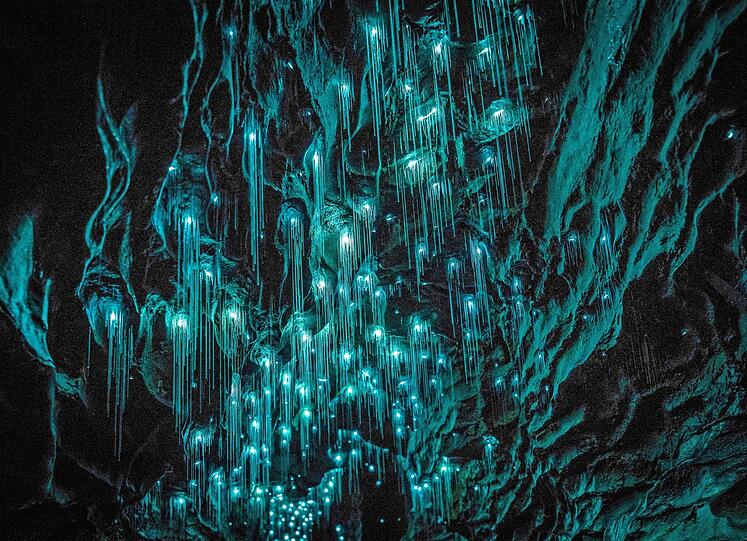 Glimmendes Spektakel: Das Strahlen Tausender Glühwürmchen erleuchtet die Waitomo-Höhle in Neuseeland.