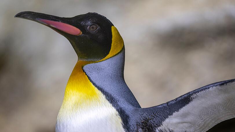 Zwei Jahre lang wurde die Polaranlage im Münchner Tierpark Hellabrunn saniert. Nun sind 22 Pinguine wieder zurückgekehrt.