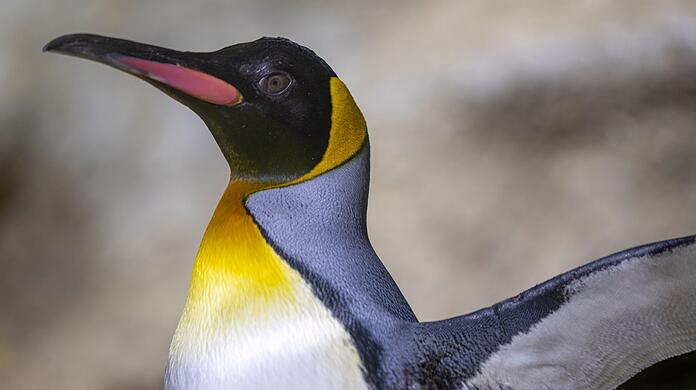 Zwei Jahre lang wurde die Polaranlage im Münchner Tierpark Hellabrunn saniert. Nun sind 22 Pinguine wieder zurückgekehrt.