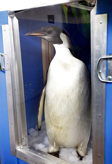 Ziemlich geräumig: Vier Tage wird Happy Feet in der schneebedeckten Spezialkiste reisen. Den restlichen Weg soll der Pinguin dann alleine schaffen.