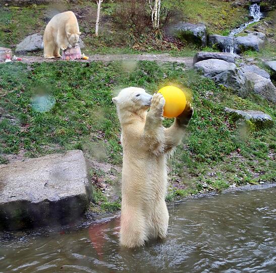 Im Tierpark Hellabrunn feiern die Eisbären Nela und Nobby mit ihrer Mutter Giovanna ihren 2. Geburtstag mit Eistorte und Spielzeug.
