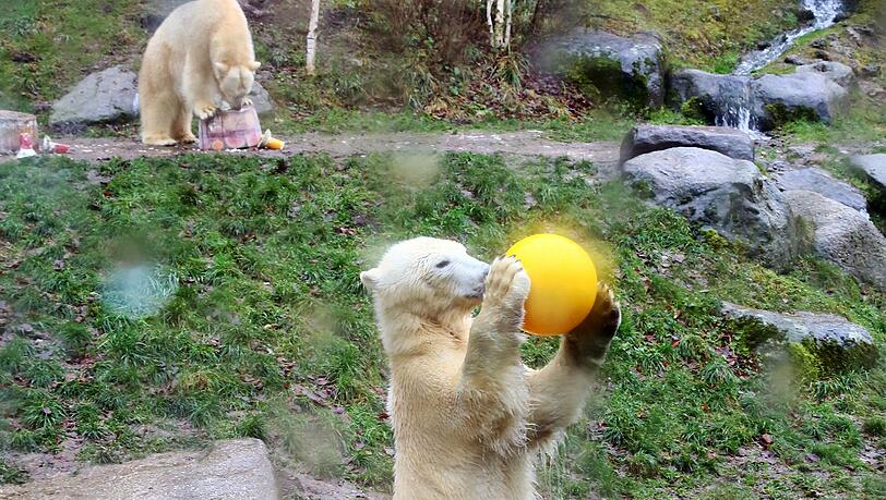 Im Tierpark Hellabrunn feiern die Eisbären Nela und Nobby mit ihrer Mutter Giovanna ihren 2. Geburtstag mit Eistorte und Spielzeug. Im Tierpark Hellabrunn feiern die Eisbären Nela und Nobby mit ihrer Mutter Giovanna ihren 2. Geburtstag mit Eistorte und Spielzeug.