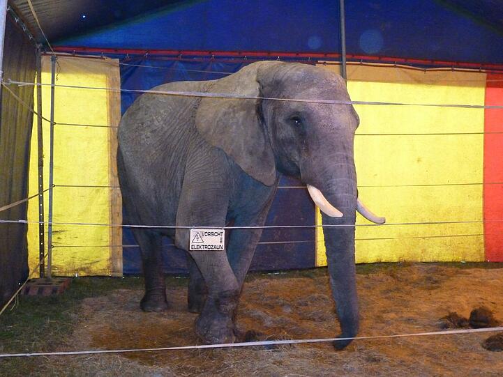 Elefant Benjamin hat 2015 einen Spaziergänger totgetrampelt.