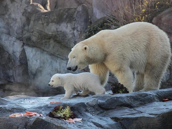 Das Eisbären-Baby in Wien - immer dicht an Mamas Seite.