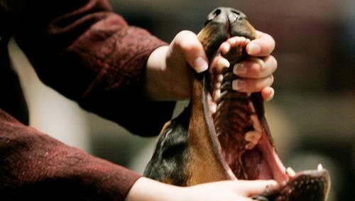 Gefährlich! Das Gebiss eines Dobermanns Gefährlich! Das Gebiss eines Dobermanns