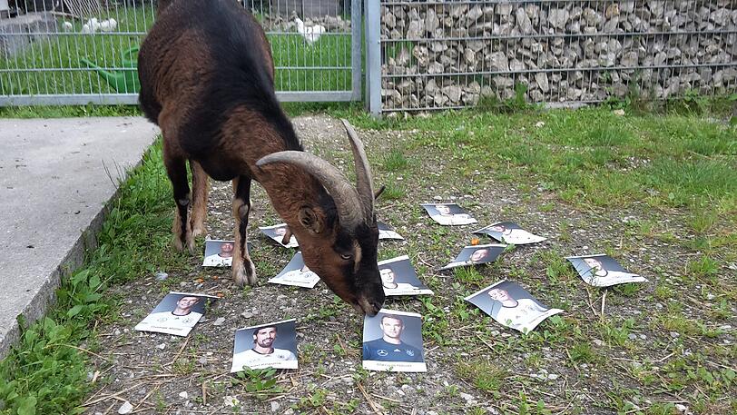 Zwergziegenbock Franz schnappt sich das Neuer-Bildchen, knabbert sanft am Eck...
