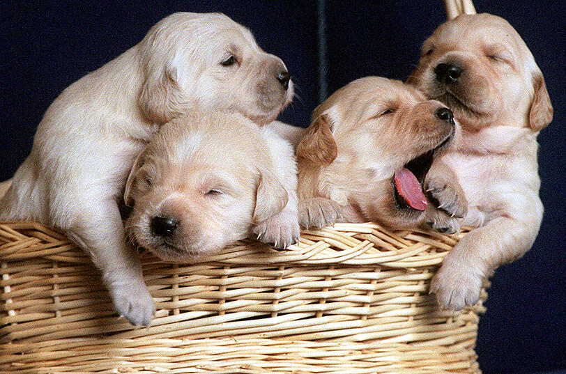 Platz 4: Der Golden Retriever ist deutschlandweit auf Rang 5 abgerutscht &ndash; die Bayern halten ihm die Treue.
