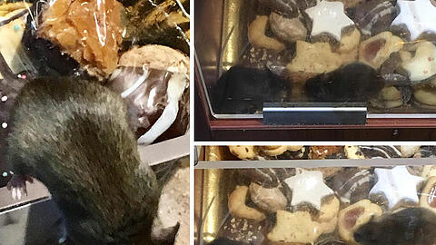 Mäuse im Gebäck: Dieser eklige Anblick bot sich am Sonntagabend in einer Münchner Bäckerei.