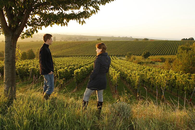 Oliver Gabel und seine Schwester Lisa sind die dreizehnte Generation, die in Herxheim am Berg, dem höchstgelegenen Dorf an der Pfälzischen Weinstraße, Wein anbauen.