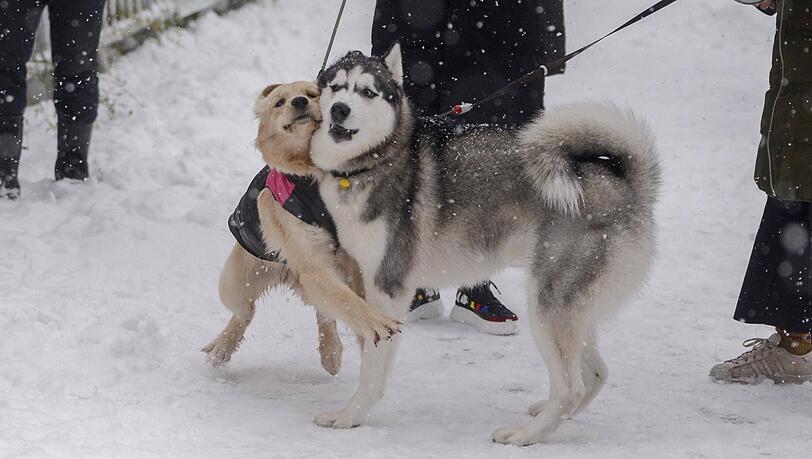Ohne Leine dürfen Hunde in Berlin künftig nicht mehr unterwegs sein - es sei denn Herrchen/Frauchen macht einen "Hundeführerschein". Ohne Leine dürfen Hunde in Berlin künftig nicht mehr unterwegs sein - es sei denn Herrchen/Frauchen macht einen "Hundeführerschein".