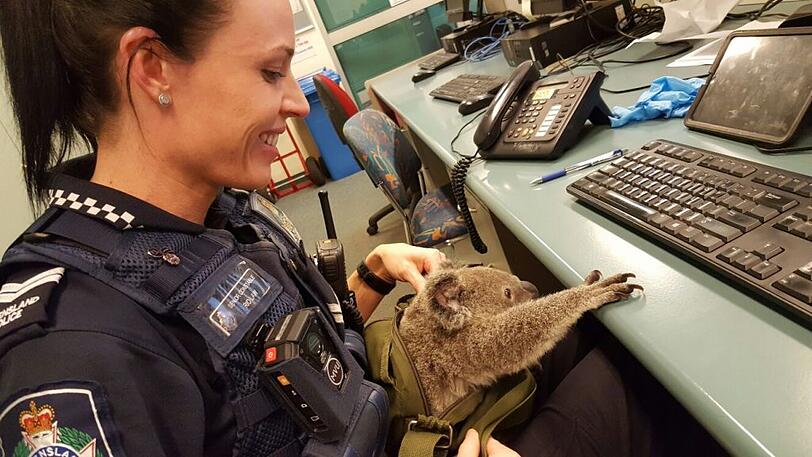 Bei einer Taschenkontrolle in Brisbaine trauten die Polizisten ihren Augen kaum: Eine Australierin versteckte in ihrem Rucksack tatsächlich einen Koala!