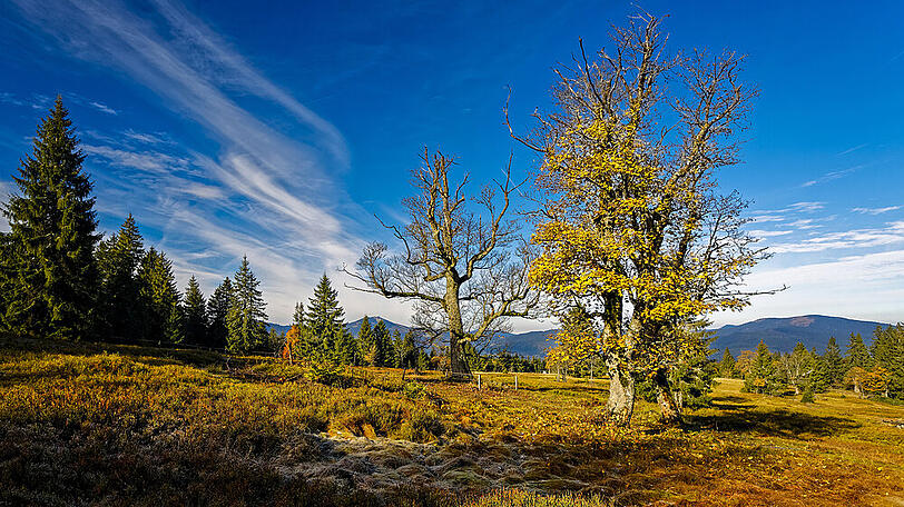 "Natur Natur sein lassen" - der Leitgedanke des Nationalparks Bayerischer Wald