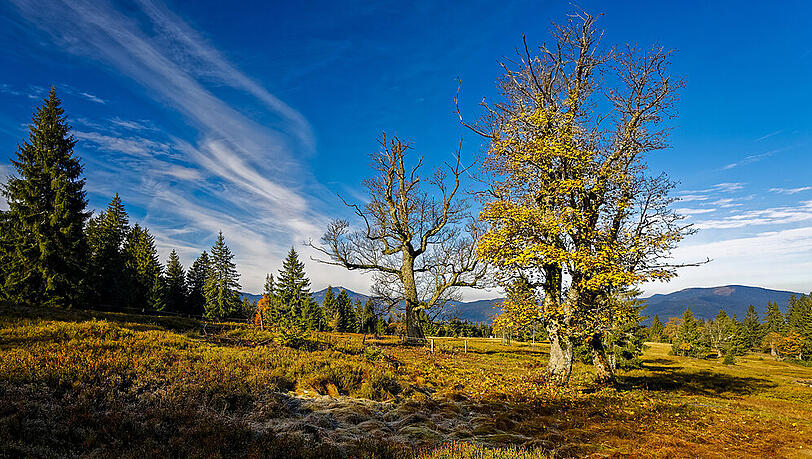 "Natur Natur sein lassen" - der Leitgedanke des Nationalparks Bayerischer Wald "Natur Natur sein lassen" - der Leitgedanke des Nationalparks Bayerischer Wald