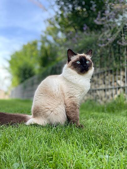 Balu