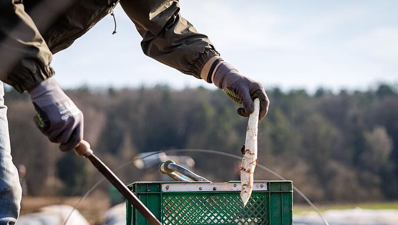 Die ersten bayerischen Spargelh&ouml;fe haben mit der Ernte begonnen.