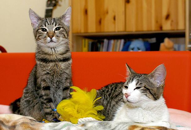 Miezen im Münchner Tierheim: Wenn es nach der Stadtrats-SPD geht, sollen Tierheimtiere an Silvester kein Geböller mehr ertragen müssen. Miezen im Münchner Tierheim: Wenn es nach der Stadtrats-SPD geht, sollen Tierheimtiere an Silvester kein Geböller mehr ertragen müssen.