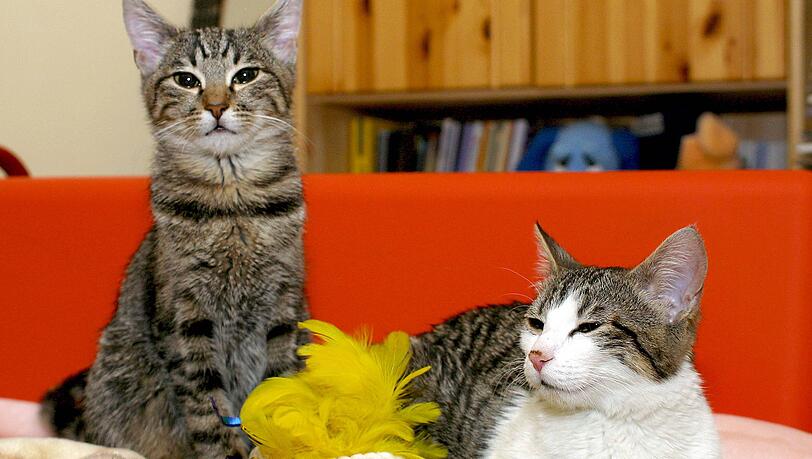 Miezen im M&uuml;nchner Tierheim: Wenn es nach der Stadtrats-SPD geht, sollen Tierheimtiere an Silvester kein Geb&ouml;ller mehr ertragen m&uuml;ssen.